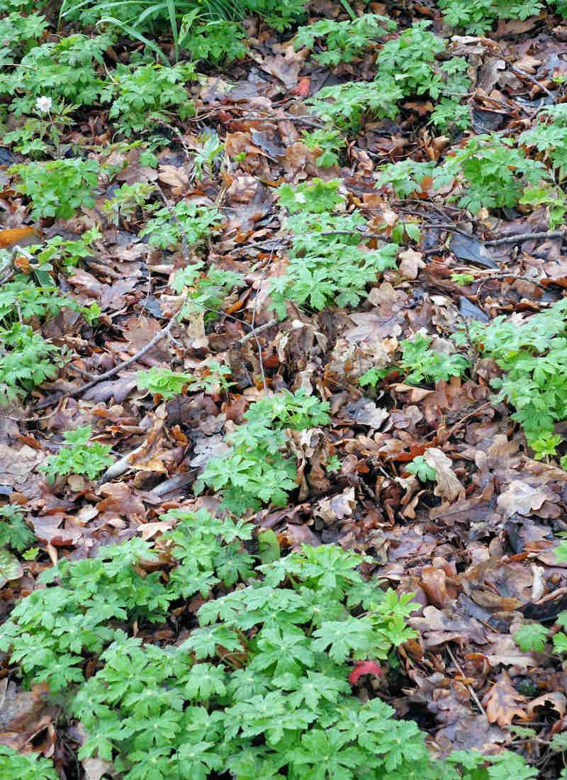 Podrostové trvalky prorostou bez problému vrstvu opadaného listí (Geranium macrorrhizum)