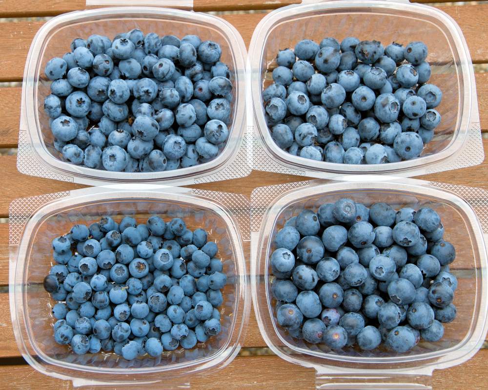 Srovnání odrůd: nahoře Blue Crop a Spartan, dole Reka a Denise Blue Přehlídka sortimentu borůvek