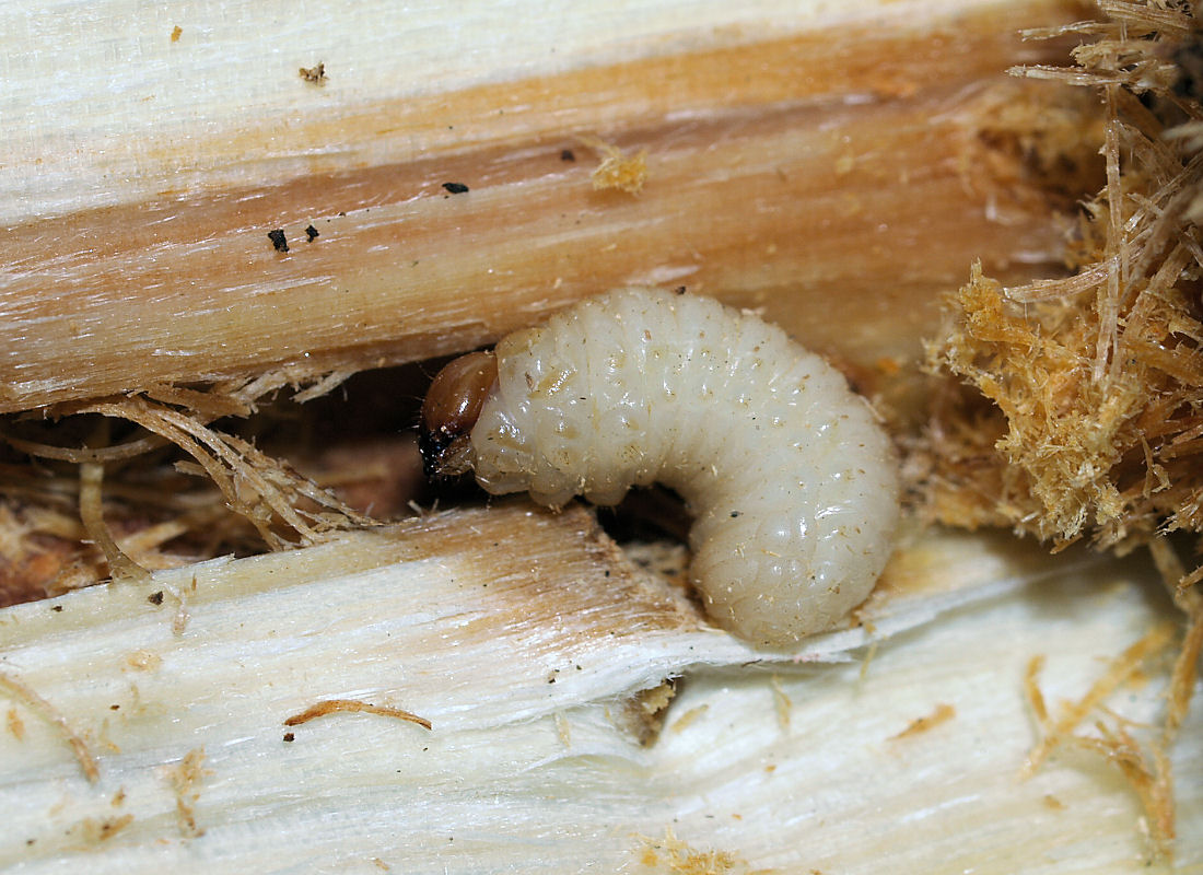ucephalní larva krytonosce olšového (Cryptorhynchus lapathi) ve kmínku vrby jívy ucephalní larva krytonosce olšového (Cryptorhynchus lapathi) ve kmínku vrby jívy