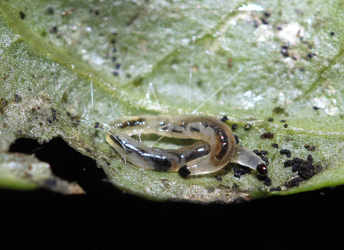 Eucephalní larva smutnice (Bradysia sp.) Eucephalní larva smutnice (Bradysia sp.)