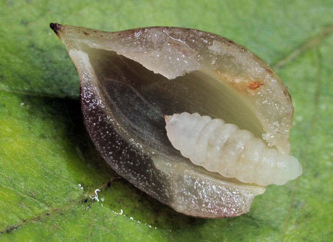 Hemicephalní larva bejlomorky bukové (Mikiola fagi) v hálce – hlava je vlevo Hemicephalní larva bejlomorky bukové (Mikiola fagi) v hálce – hlava je vlevo