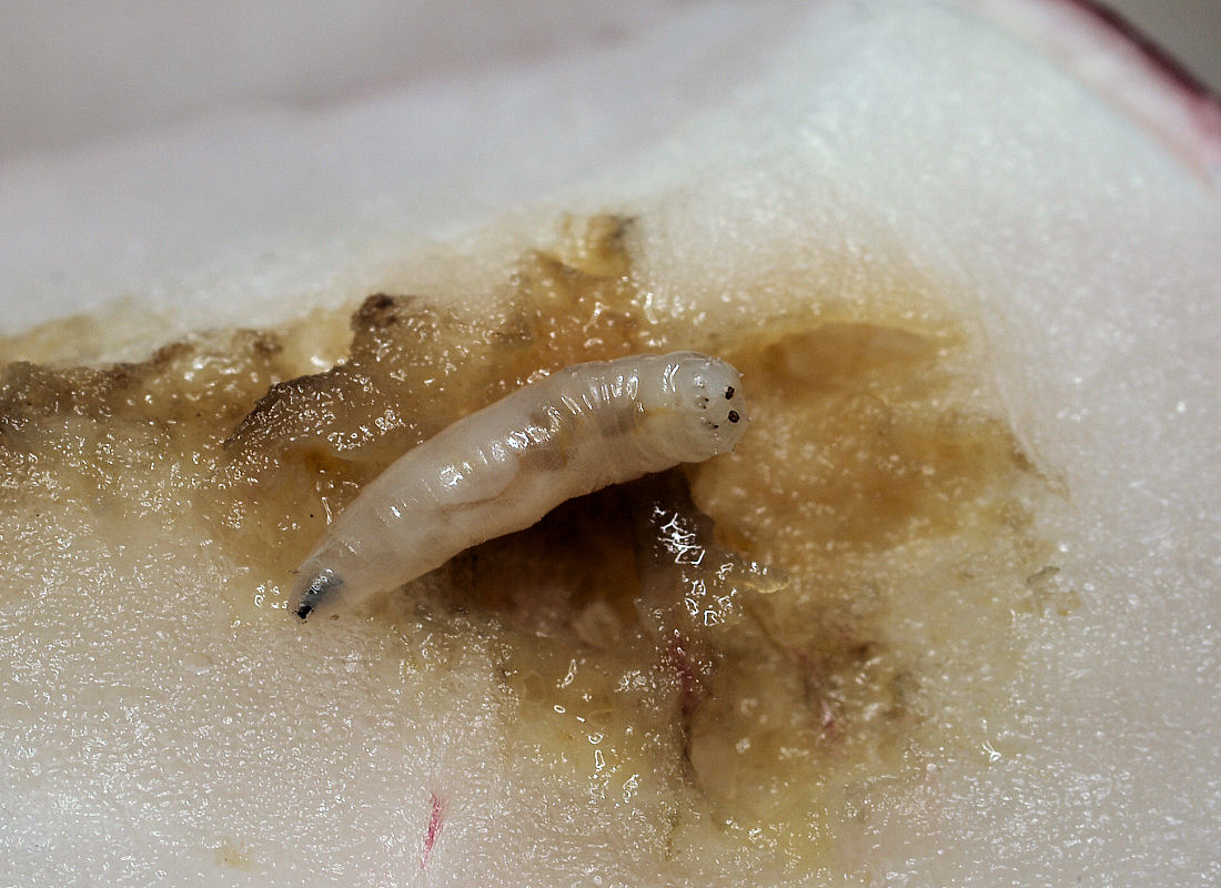 Acephalní larva květilky zelné (Delia radicum) v ředkvičce – hlava je vlevo Acephalní larva květilky zelné (Delia radicum) v ředkvičce – hlava je vlevo