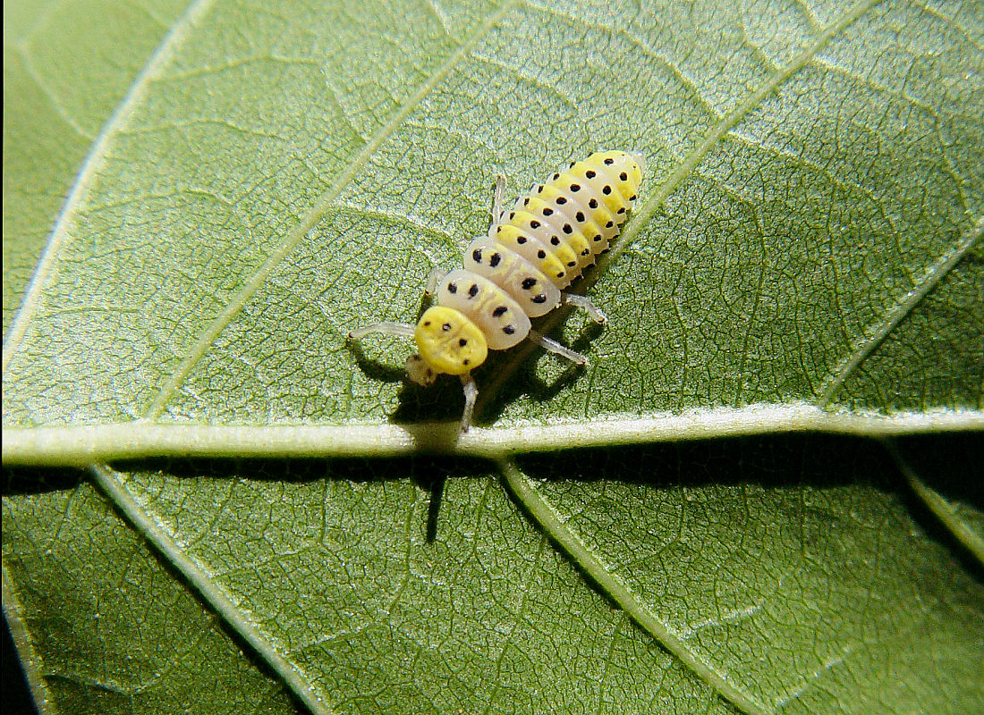 Oligopodní larva slunéčka (Halyzia sedecimguttata) Oligopodní larva slunéčka (Halyzia sedecimguttata)