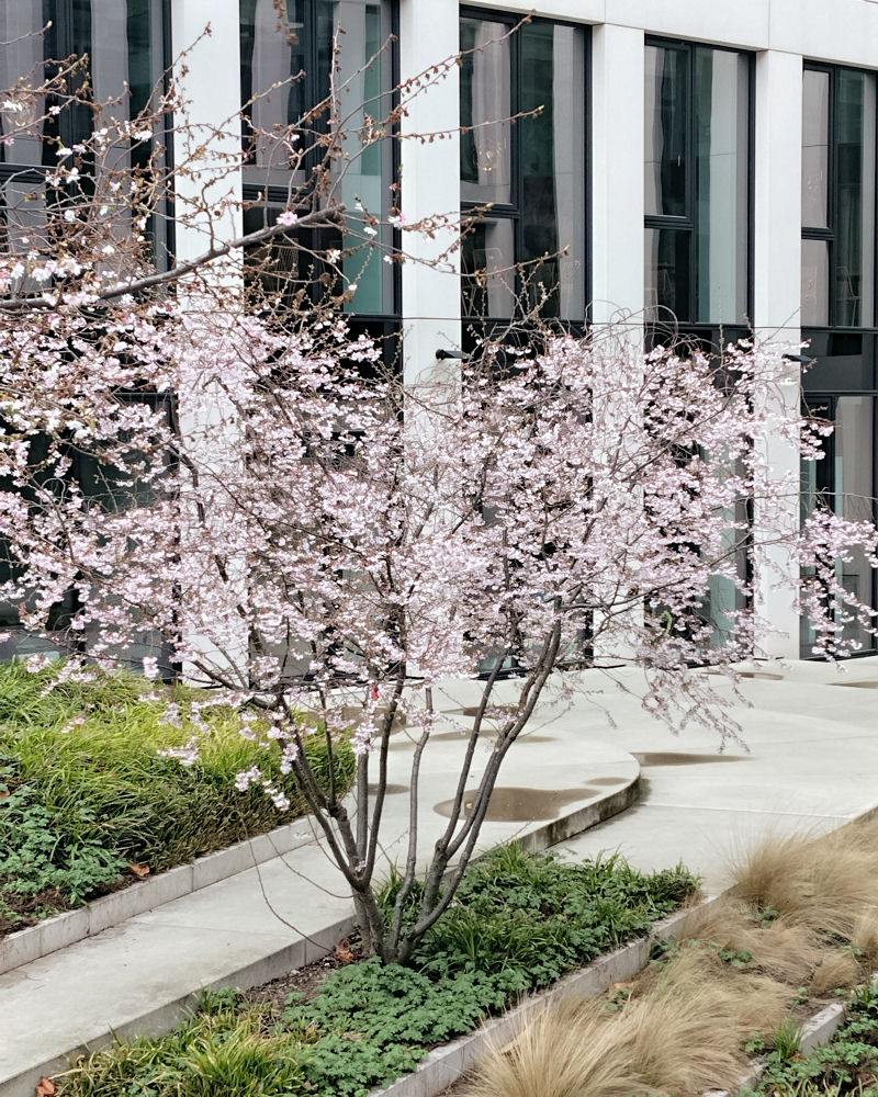 Zlatice a zimní sakura: Poslové jara v zahradě i v truhlíku