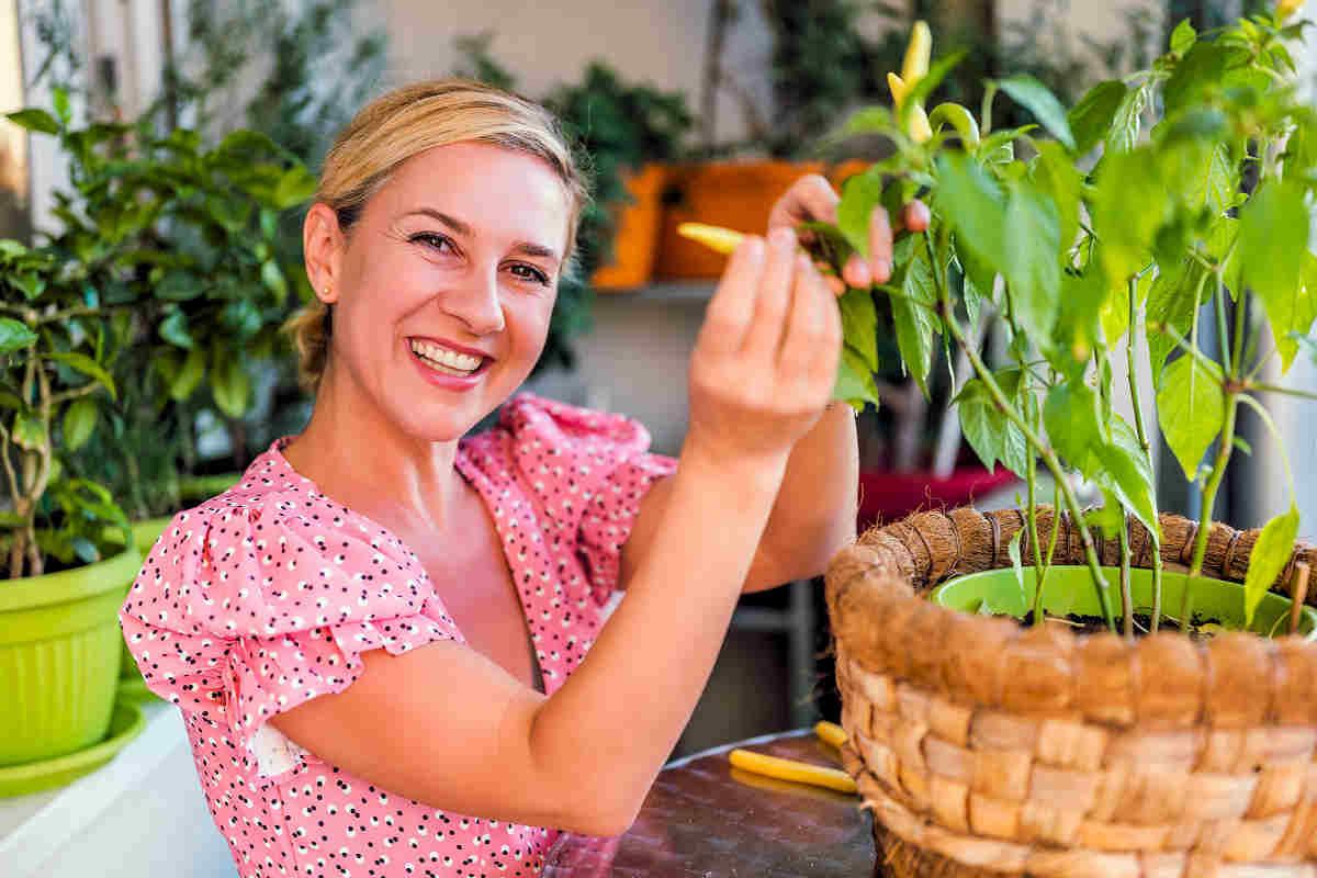 Chilli papričky jsou pro pěstování v nádobách ideální Pěstování chilli papriček v nádobách