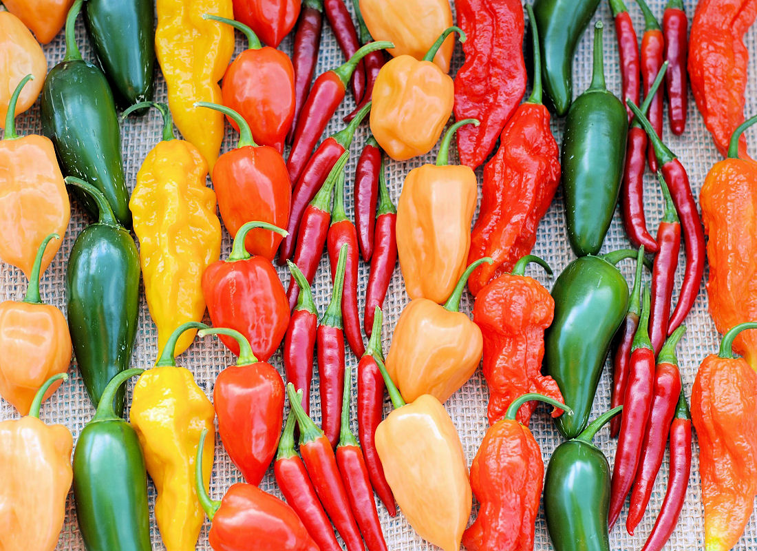 Není chilli jako chilli Pěstování chilli papriček v nádobách