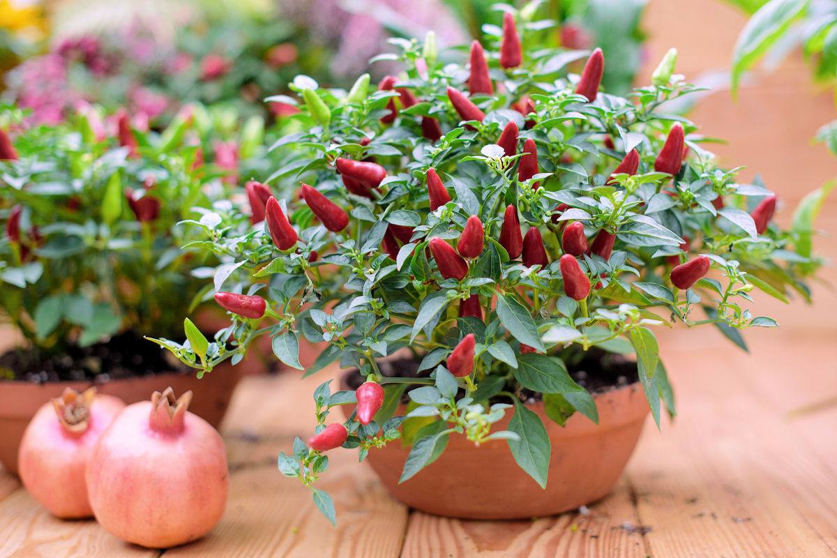 Víte, že papričky lze přezimovat podobně jako muškáty? Pěstování chilli papriček v nádobách
