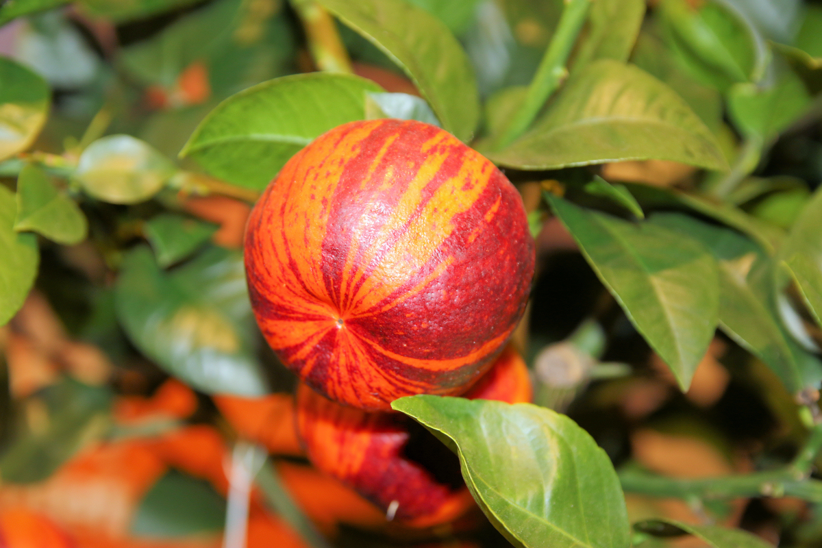 Arcobal – rarita mezi citrusy
