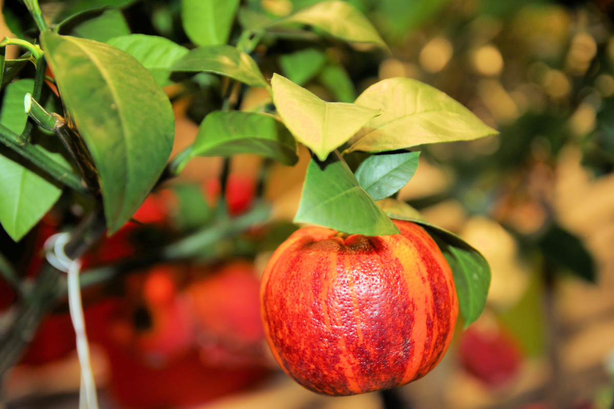 Arcobal, známý také jako duhový pomeranč, je fascinující odrůda citrusu s barevnými plody Citrus s barevnými plody je odrůda Arcobal