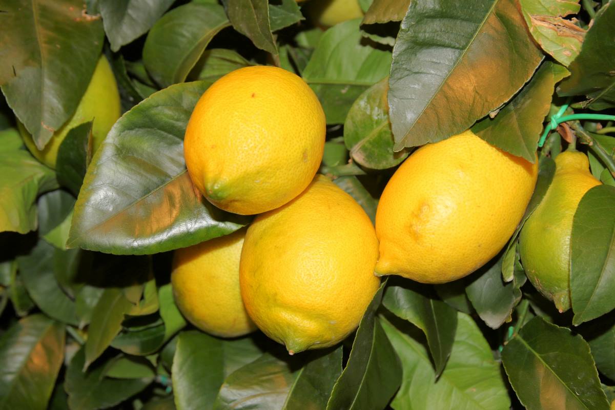 Jeden z rodičů – Citrus meyeri má velmi hladký povrch plodů, jinak se od běžných citroníků nijak neliší Citrus meyeri
