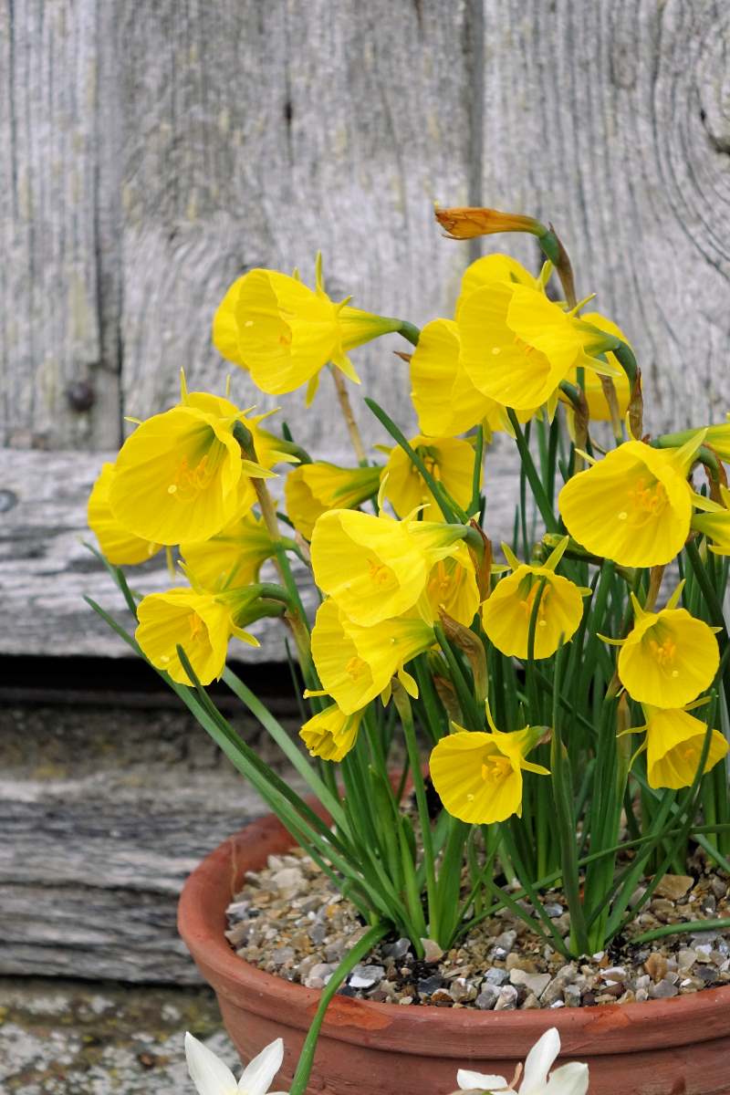 Narcissus bulbocodium var. conspicuus Narcissus bulbocodium var. conspicuus