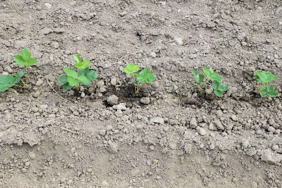 Zelená balíčkovaná sadba krátce po výsadbě. Závlaha je kapkovací hadicí uloženou 8 cm pod povrchem půdy Zelená balíčkovaná sadba
