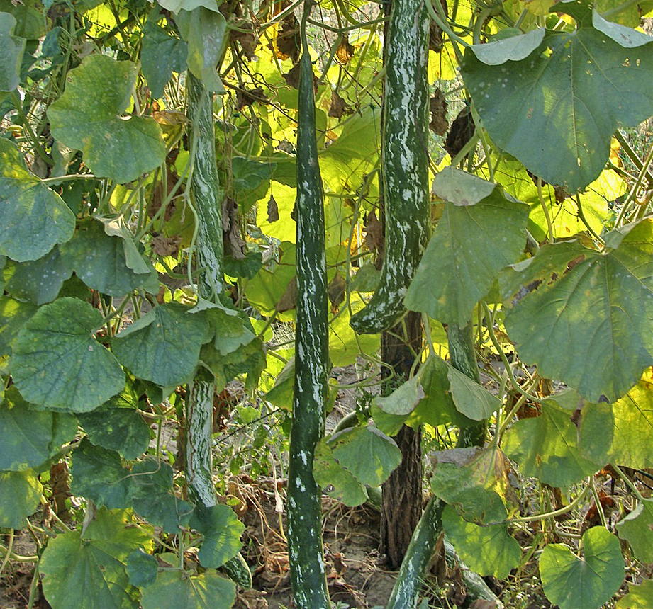 Lagenárie Speckled Snake