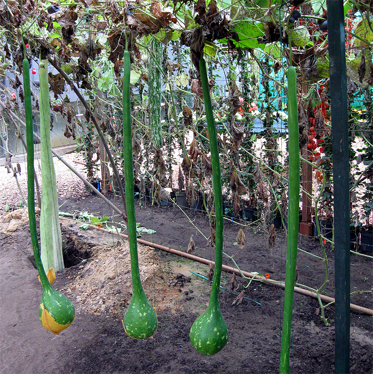 Lagenárie Dipper Extra long