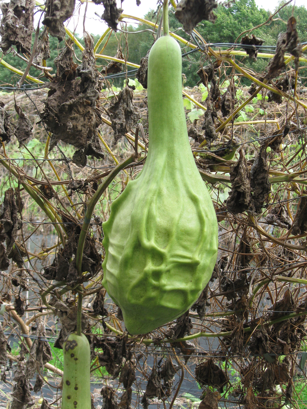 Lagenárie Marenka Limegreen