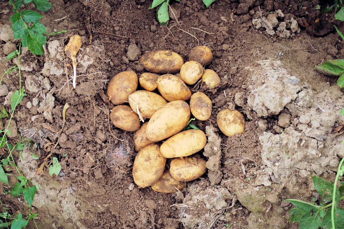 Odrůda Goldmarie vcelku dobře odolává méně srážkám. Vedle dalších odrůd tolik nezdrobňuje, počet hlíz je dán geneticky Odrůda brambor Goldmarie