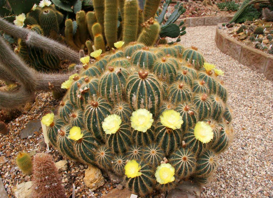Bohatě kvetoucí Notocactus schlosseri; pro tento druh jsou typické výrazné žluté květy Kaktusy v Brazílii