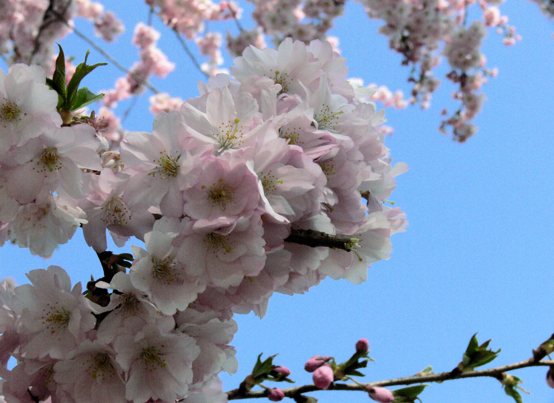 Květ sakury (Prunus serrulata) Květ japonské sakury