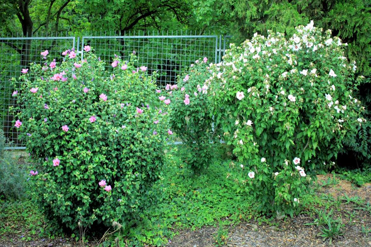 Sbírka ibišků syrských v Botanické zahradě hl. m. Prahy Sbírka ibišků syrských