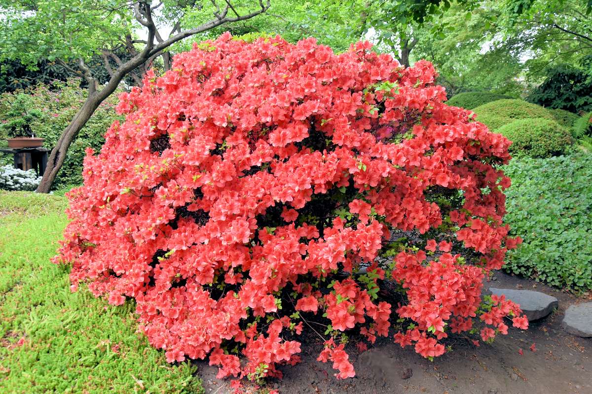 Rhododendron obtusum Azalka japonská -Rhododendron obtusum