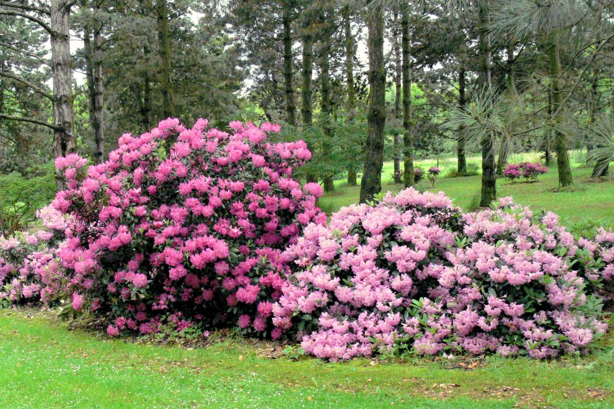 Václav Větvička o růžových stromech - rododendronech