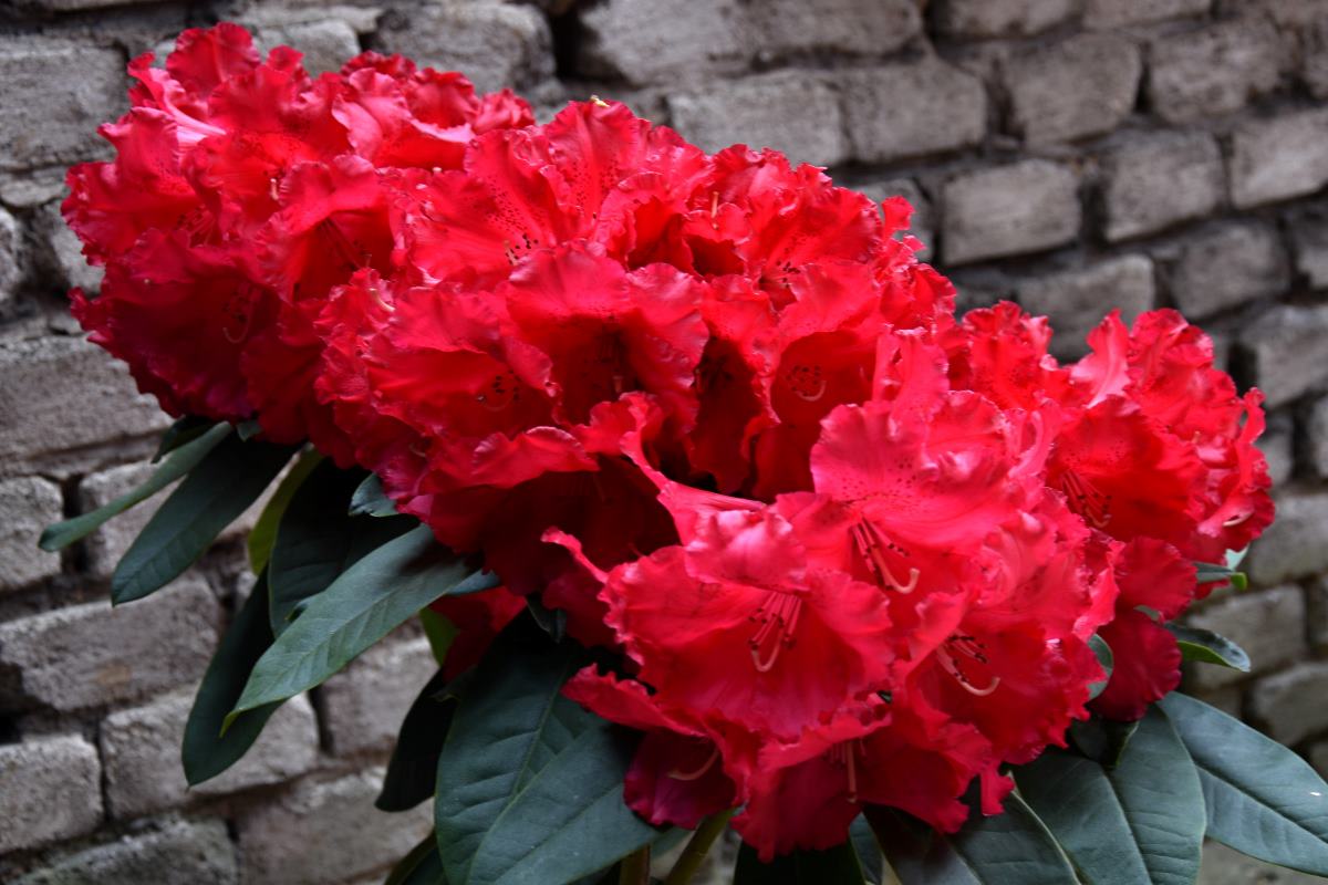 Rhododendron Markeeta's Prize Rhododendron Markeeta