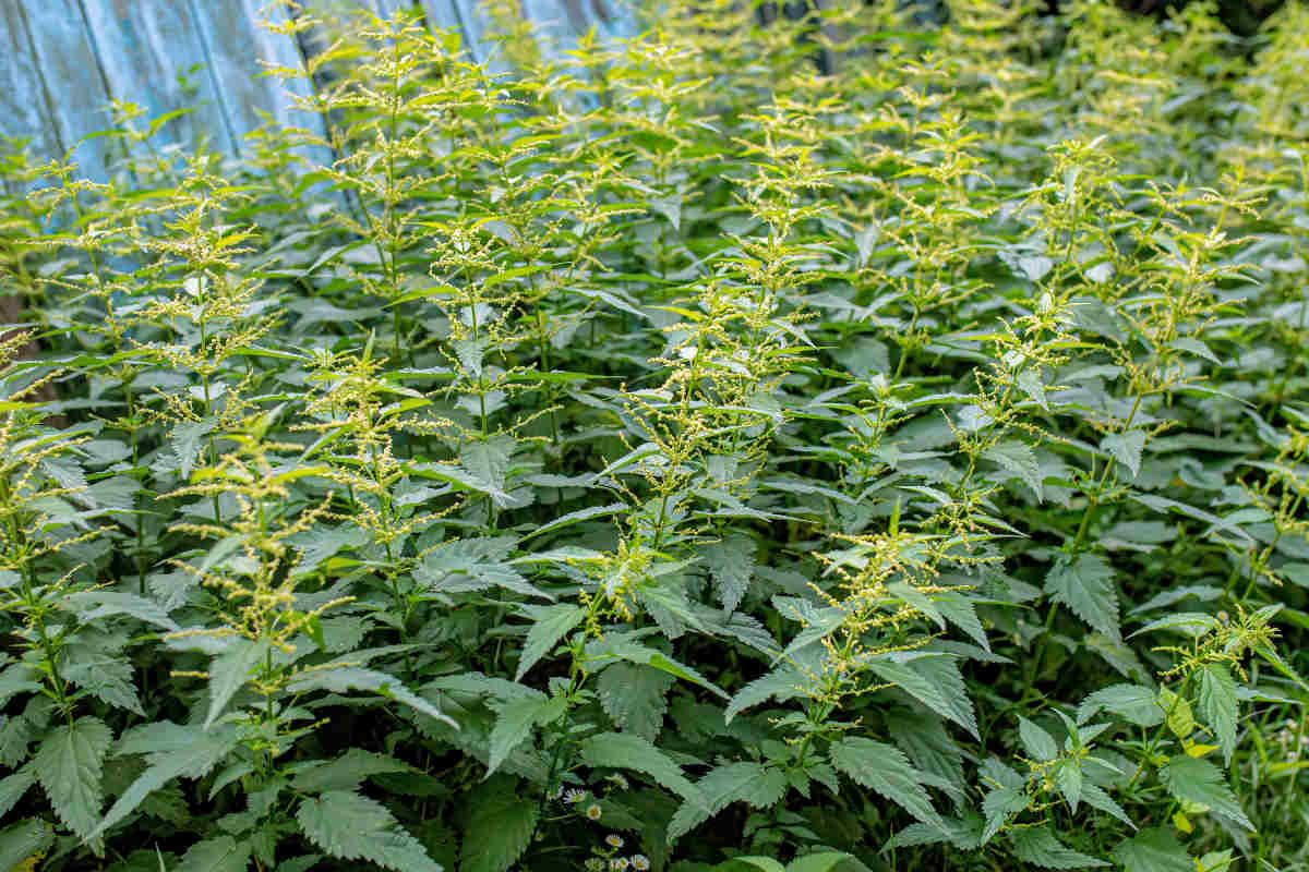 Kopřiva dvoudomá - Urtica dioica L. Kopřiva dvoudomá