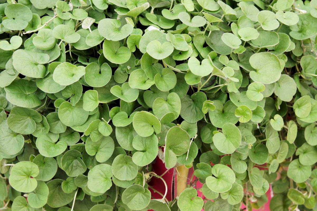 Dichondra Emerald Falls Dichondra Emerald Falls