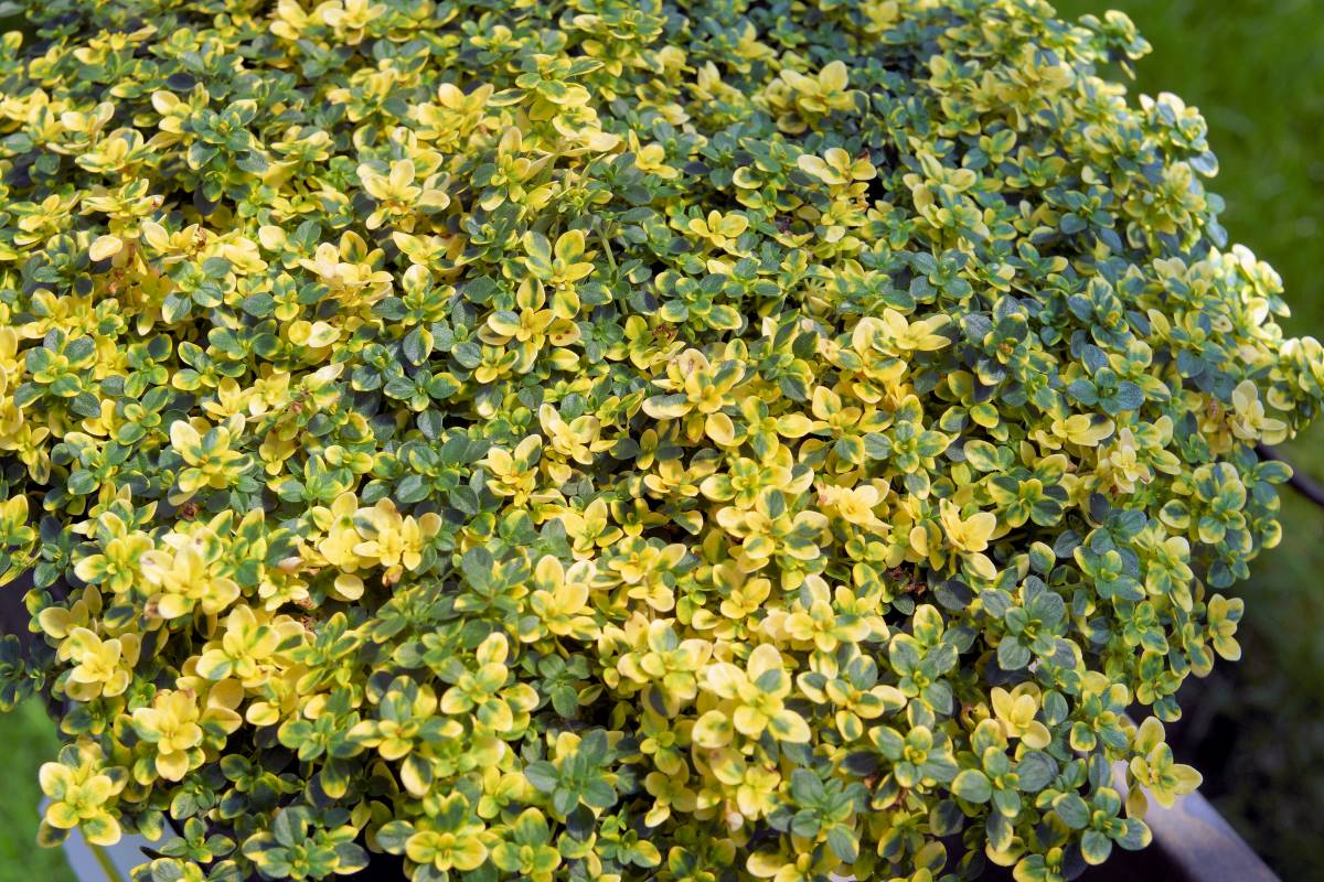 Thymus citrodorus Thymus citrodorus