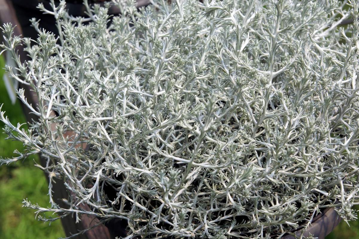Calocephalus brownii Calocephalus brownii