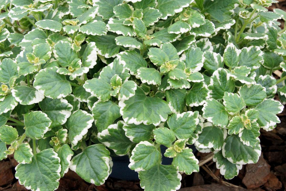 Plectranthus variegata Plectranthus variegata