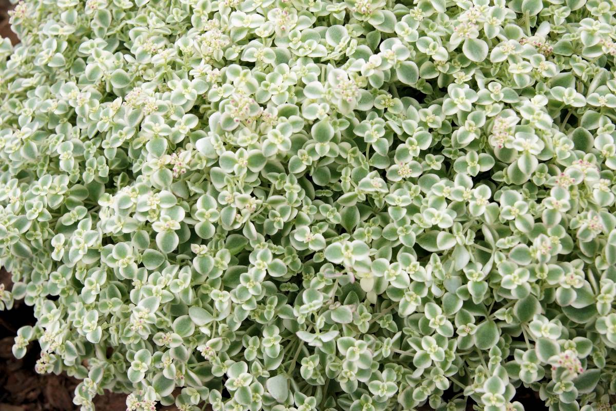 Sedum Little Missy Sedum Little Missy