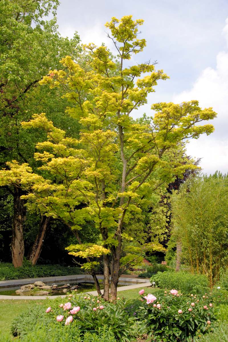 Javor japonský (Acer japonicum) Aureum