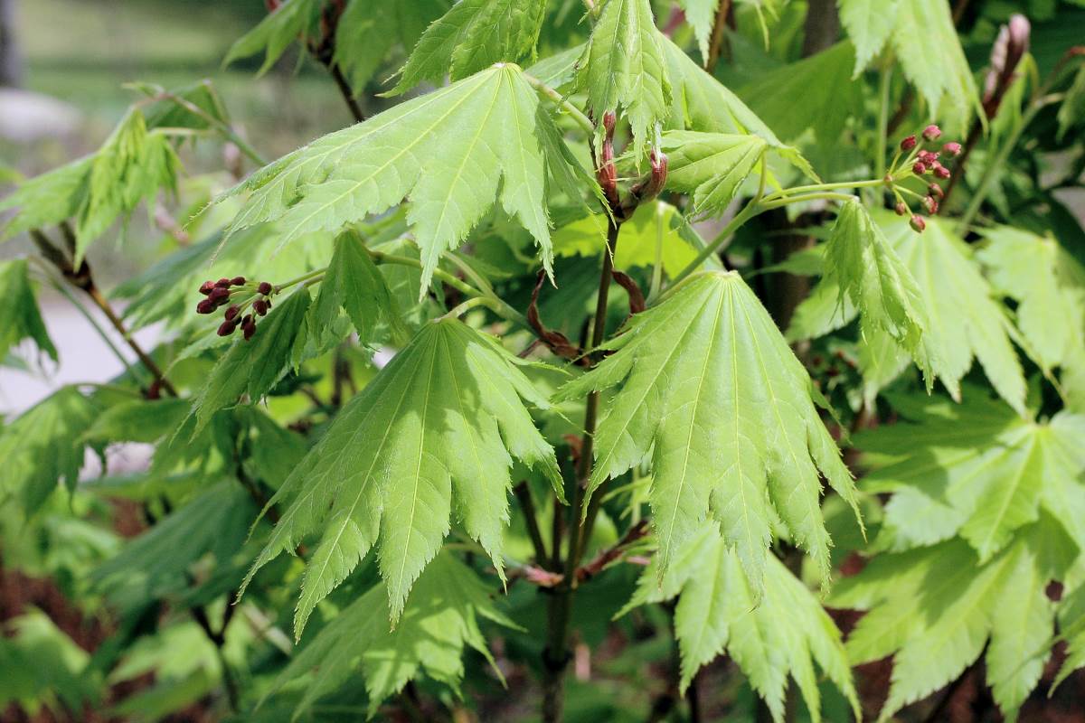 Javor Shirasawovův (Acer shirasawanum)