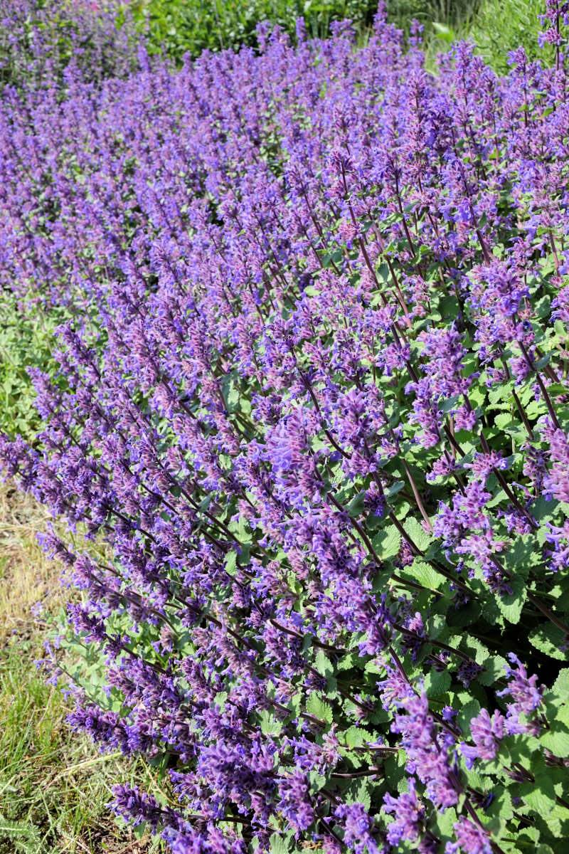 Nepeta racemosa Grog Nepeta racemosa Grog