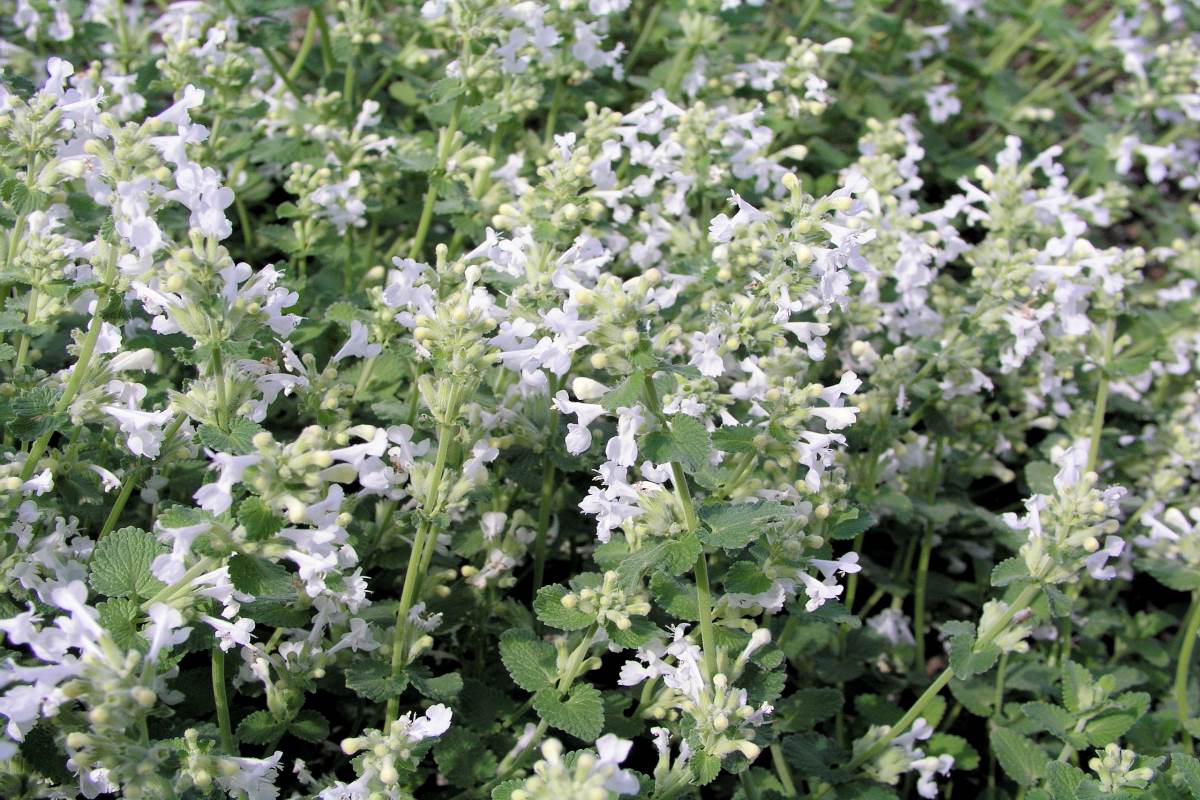 Nepeta racemosa Snowflake Šanta - Nepeta racemosa Snowflake