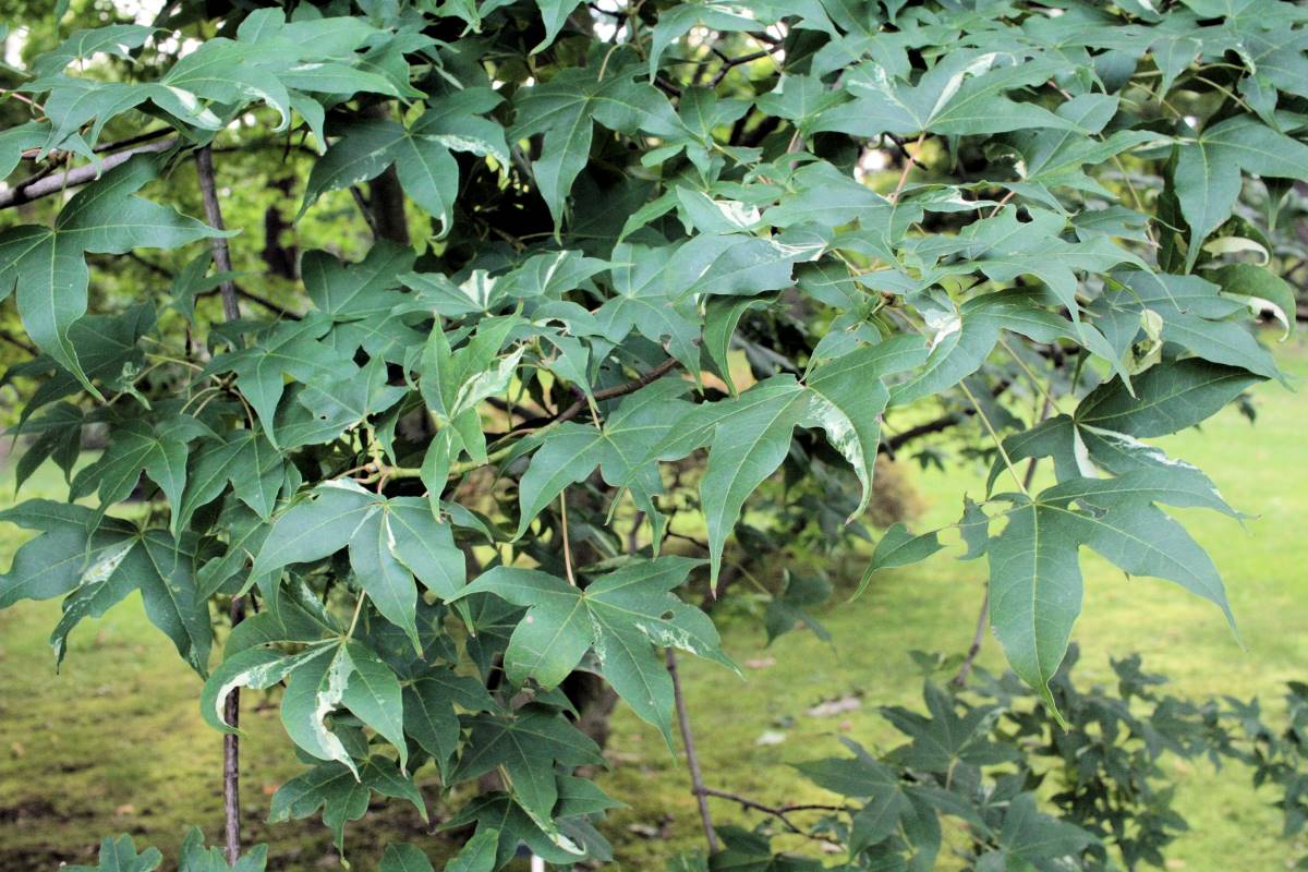 Panašovaný kultivar javoru uťatého (Acer truncatum) Akikaze Nishiki
