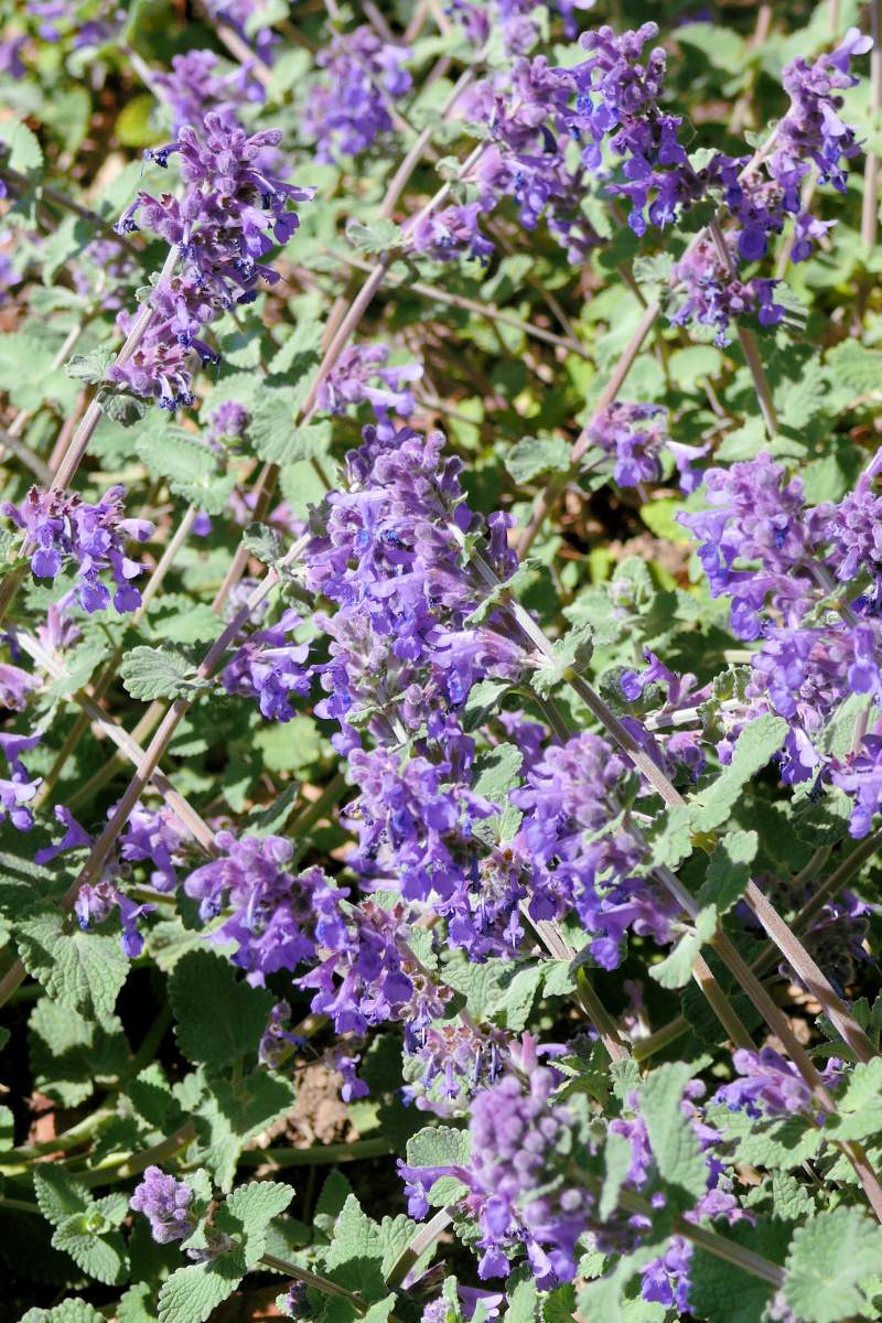 Nepeta racemosa Superba Nepeta racemosa Superba