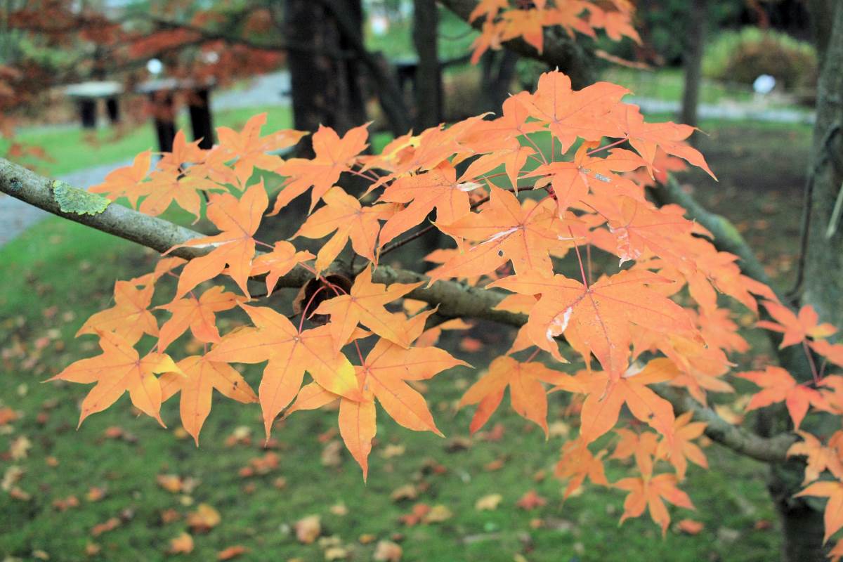 Podzimní zbarvení javoru uťatého (Acer truncatum) Akikaze Nishiki