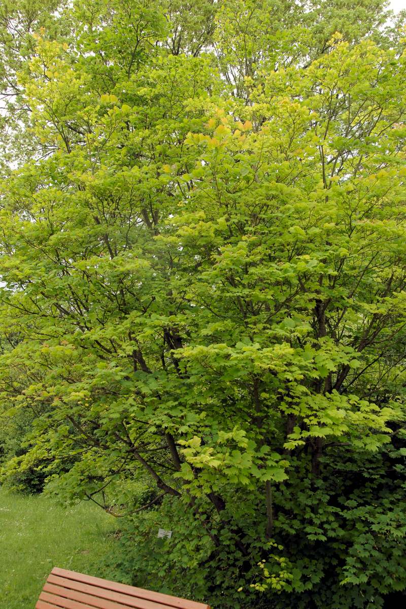 Severoamerický původem, ale japonským javorům podobný je javor okrouhlolistý (Acer circinatum)