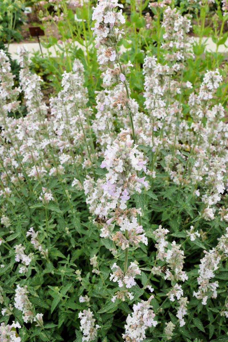 Nepeta × faassenii Gletschereis Nepeta × faassenii Gletschereis