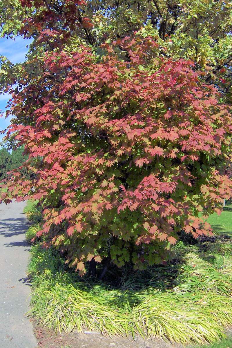 Javor japonský (Acer japonicum) Vitifolium