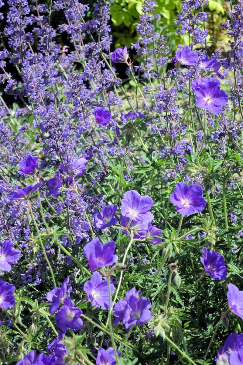 Nepeta × faassenii Walker´s Low a kakost Orion Nepeta × faassenii Walker´s Low a kakost Orion