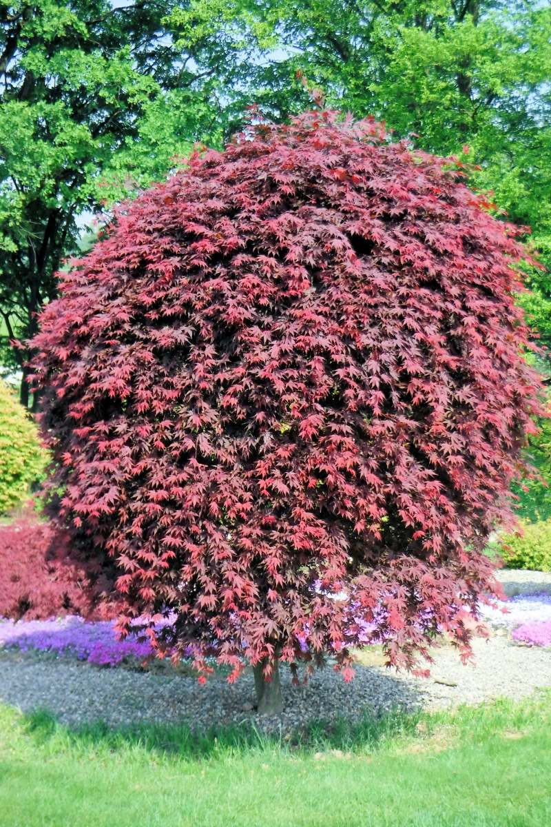 Javor dlanitolistý (Acer palmatum) Bloodgood