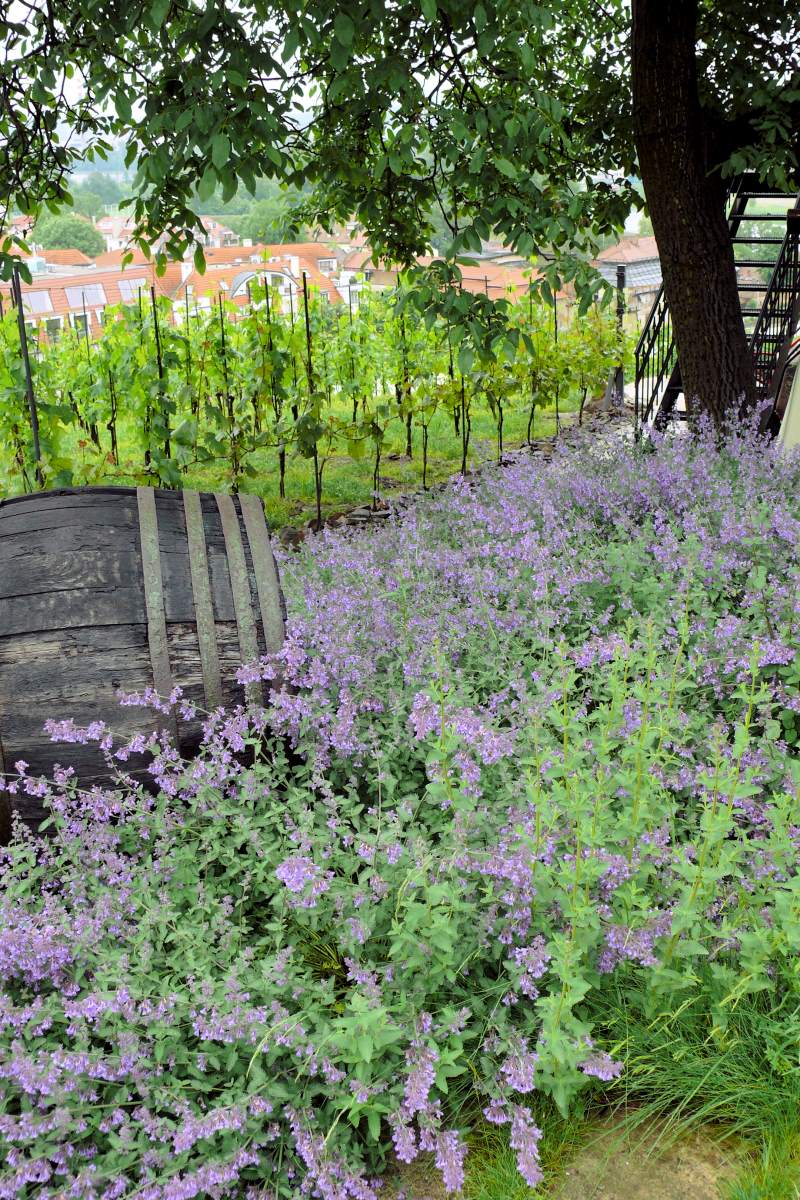 Nepeta × faassenii Walker´s Low jako podrost pod ořešákem Nepeta × faassenii Walker´s Low jako podrost pod ořešákem