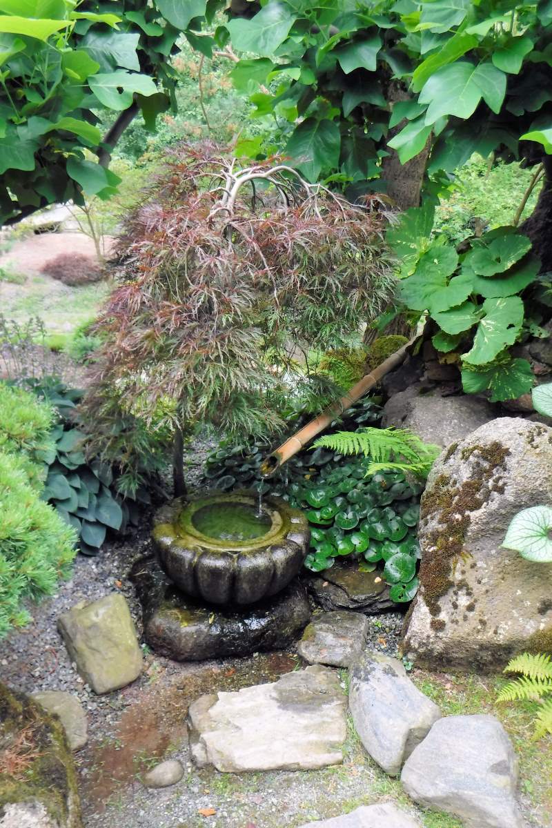 Javor dlanitolistý Dissectum Nigrum na kmínku, u japonského pítka tsukubai