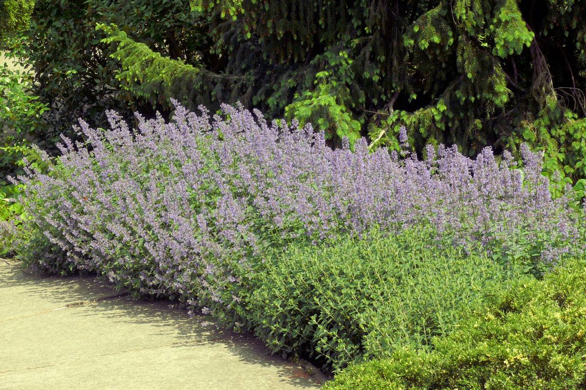 Nepeta grandiflora Zinsers Giant Šanta - Nepeta grandiflora Zinsers Giant