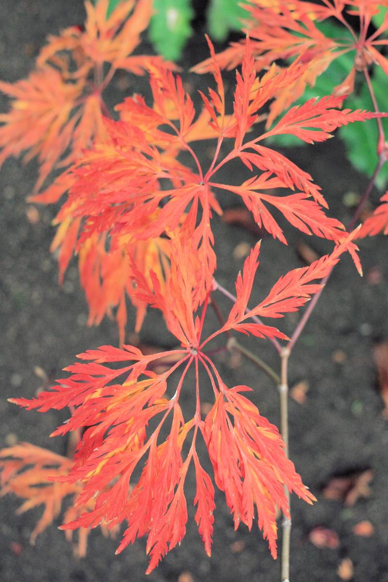 Podzimní zbarvení javoru dlanitolistého (Acer palmatum) Dissectum