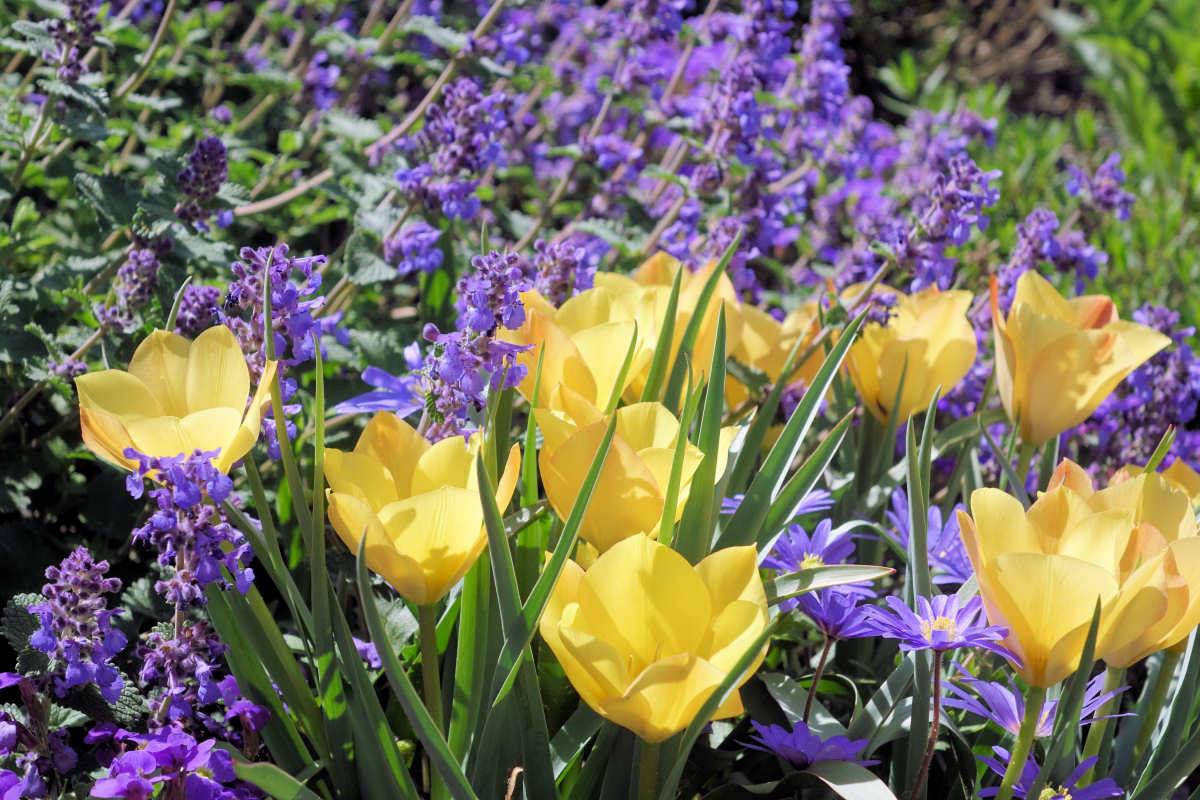 Nepeta racemosa Grog a tulipán (Tulipa batalinii) Šanta v kombinaci s tulipány