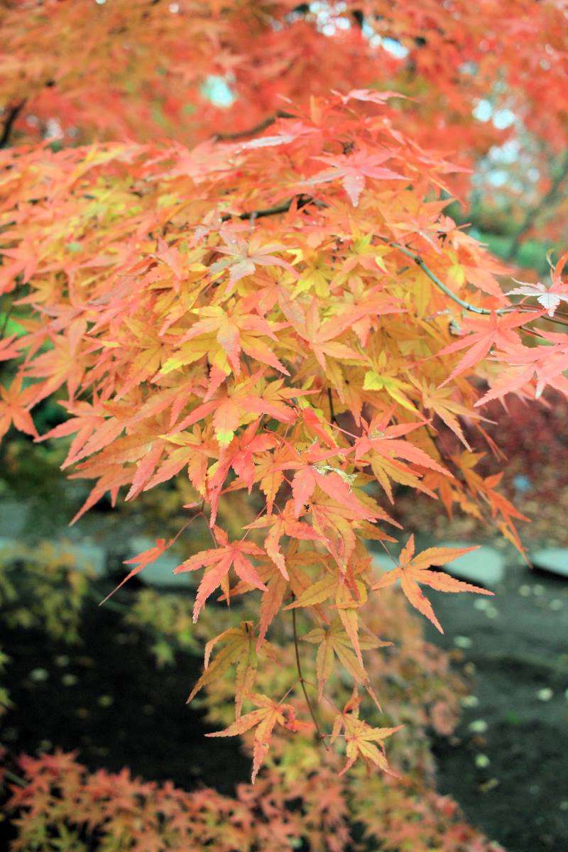 Podzimní zbarvení javoru dlanitolistého (Acer palmatum) Wabito